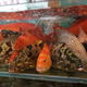 Reef fish found in Hong Kong.